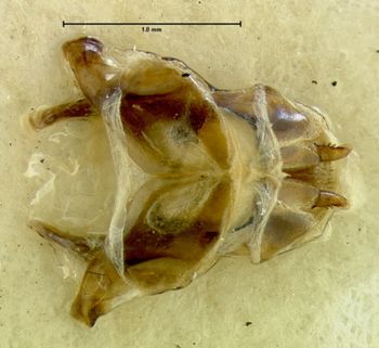 Media type: image;   Entomology 31310 Aspect: genitalia